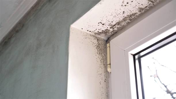 Best Mold Remediation for Specific Building Types in Stanfield, NC