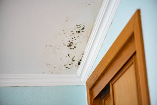 Best HVAC Mold Remediation in Stanfield, NC