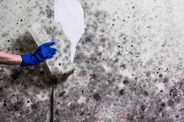 Best Localized Mold Remediation (e.g., coastal areas, humid climates) in Stanfield, NC